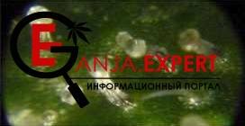 Мутные-янтарные трихомы конопли