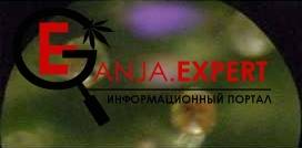 Янтарные трихомы конопли