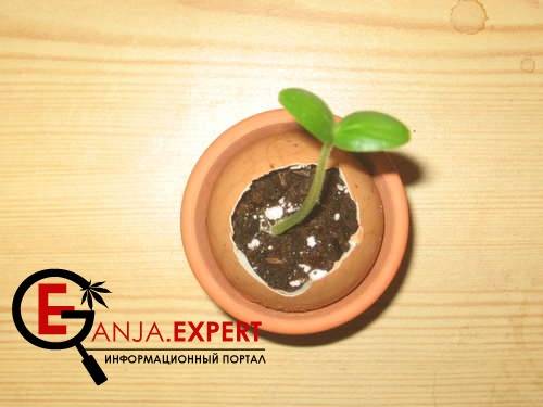 В яйце с землей растут семена конопли