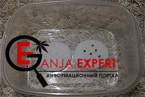 Советы по проращиванию семян каннабиса