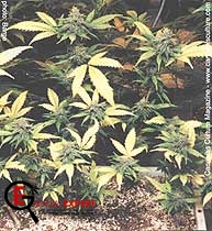 Grow_Organic_03