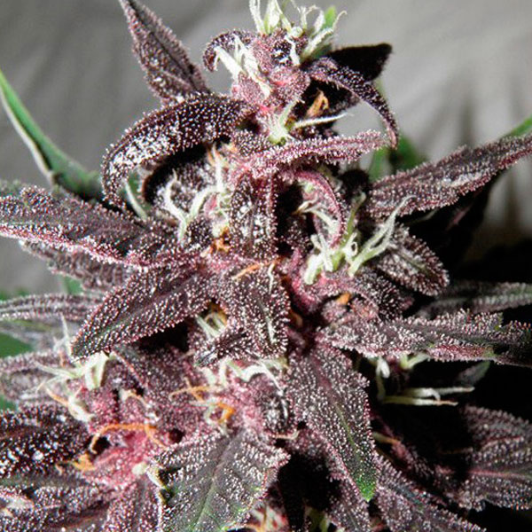 Purple Kush fem