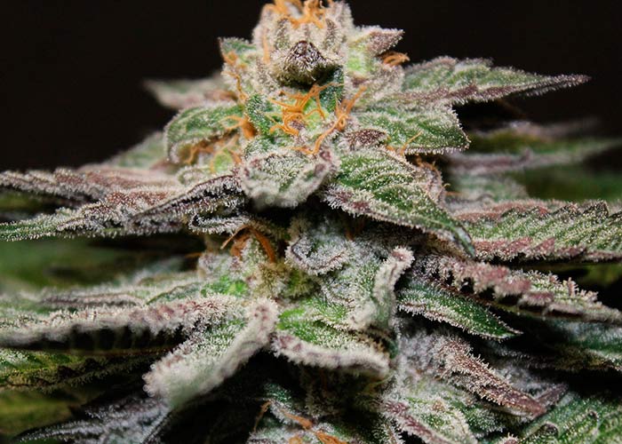 Blueberry Yum Yum
