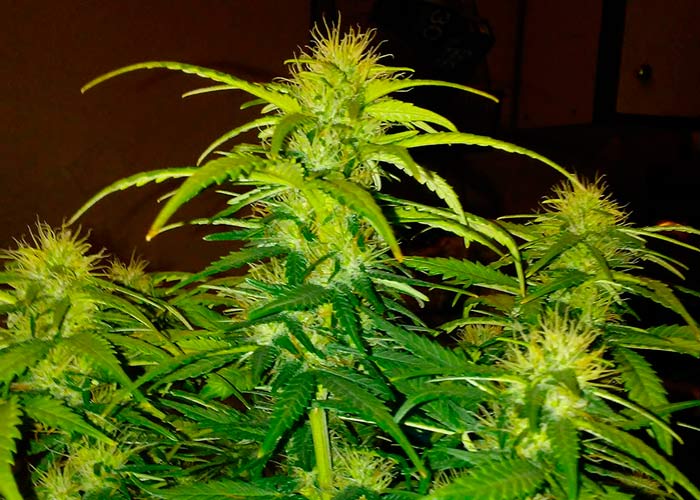 Bruce Banner