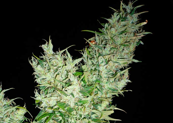 Bubblegum