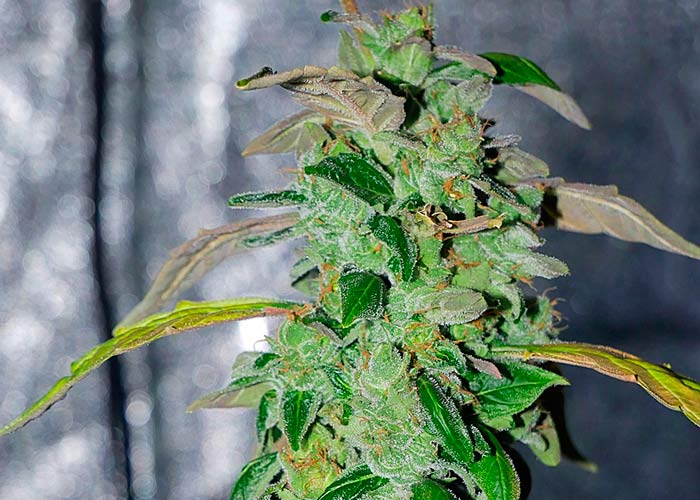 DeadHead OG
