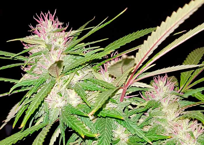 Auto Purple Mazar