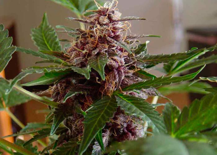 Auto Purple Ryder