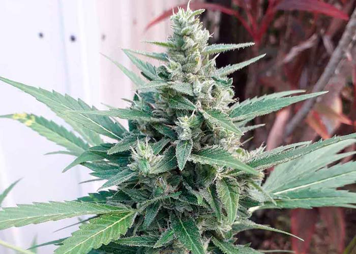 Auto Sweet Cheese