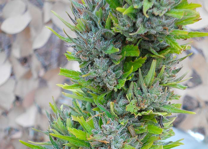 Colombian Gold