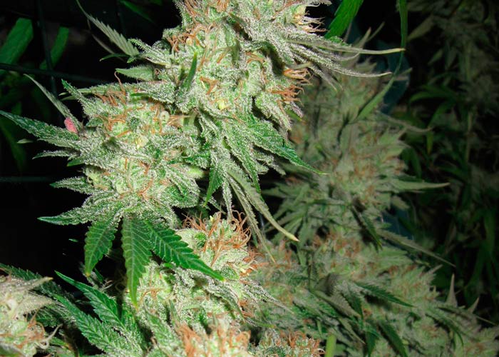 G13 Skunk