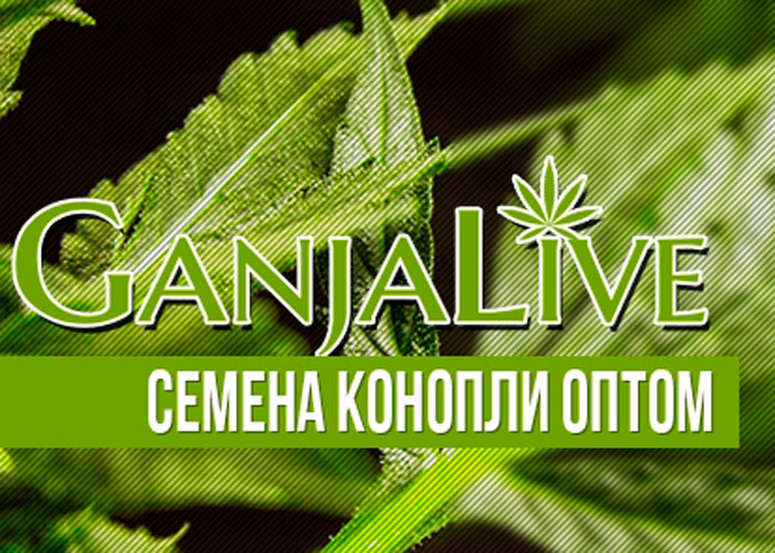 Семена конопли по оптовым ценам от GanjaSeedsGroup