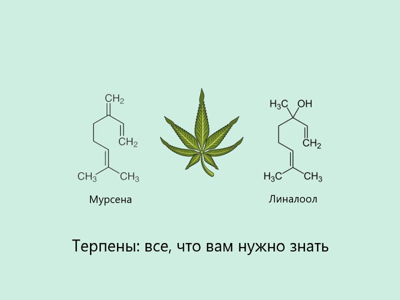 Терпены: все, что вам нужно знать