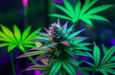 Зеленый спектр освещения - нужен или нет?